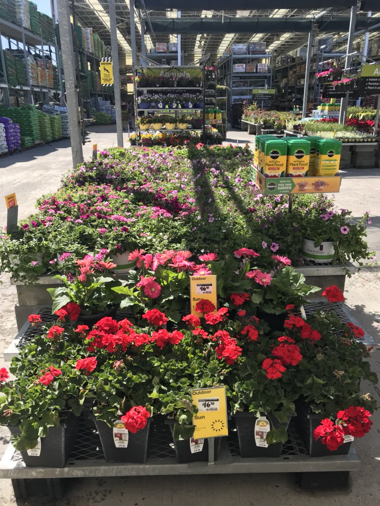 vwiAsheville's tweet photo. Okay spring, we are ready! #HD702 Kingsport, Tn @VWIGreenhouse @Jaydeckard @BryanhunterHall @jaybisping #vanwingerdenstyle https://t.co/15bljpLY5o