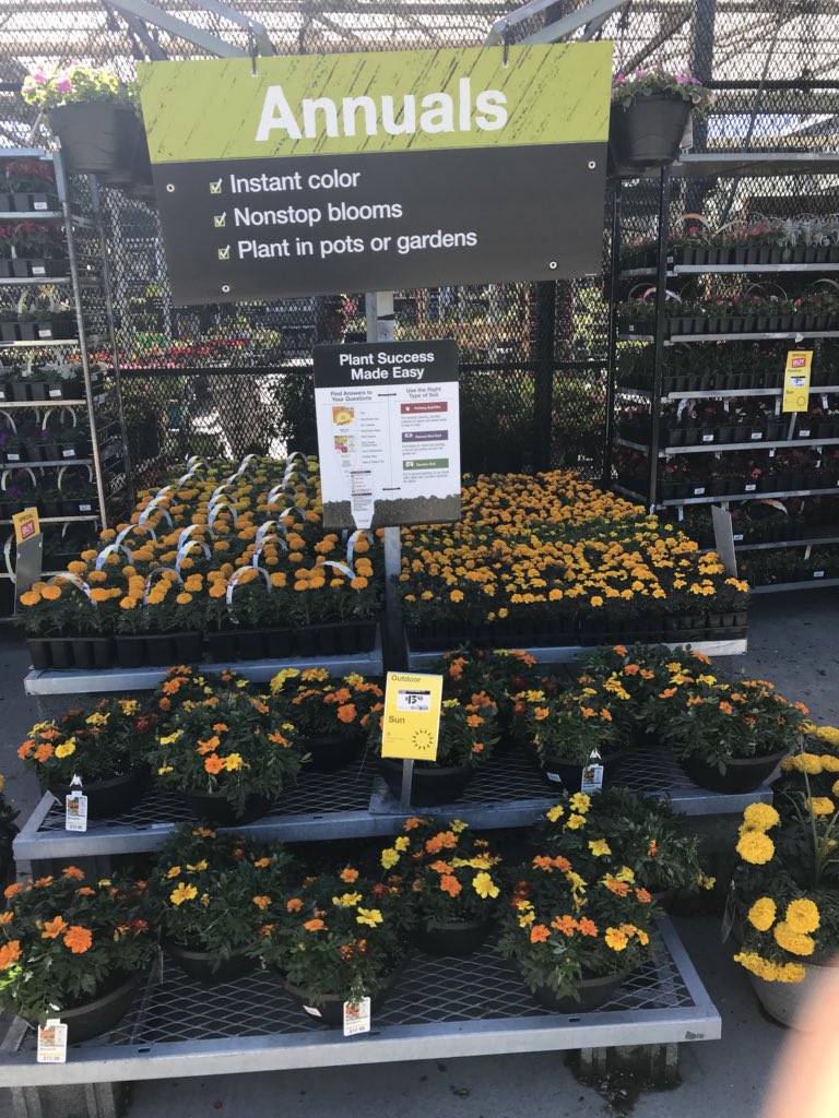 vwiAsheville's tweet photo. Okay spring, we are ready! #HD702 Kingsport, Tn @VWIGreenhouse @Jaydeckard @BryanhunterHall @jaybisping #vanwingerdenstyle https://t.co/15bljpLY5o