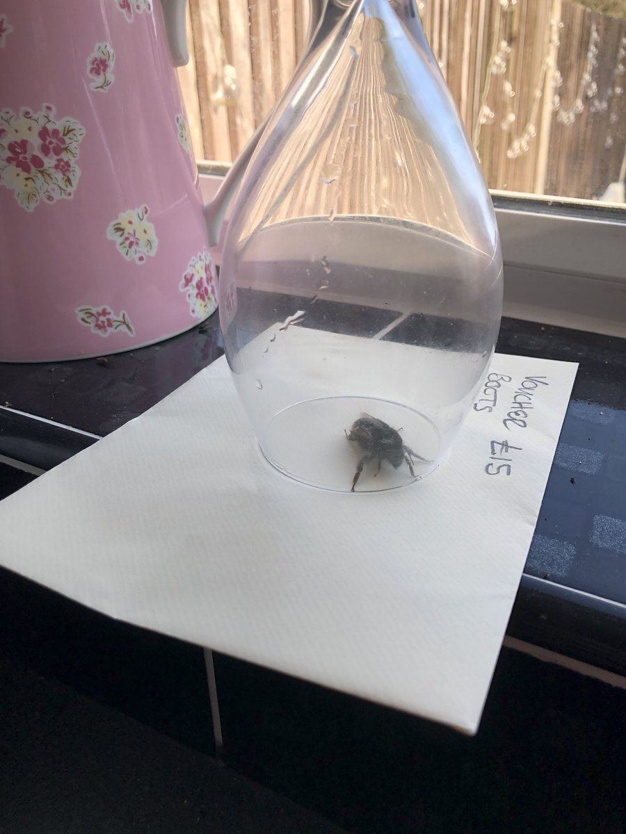 SageWonderland's tweet photo. I am very scared of things that fly & sting, first time ever today was brave today & managed to get this bee ๐ to safety, #dontkillbees https://t.co/JExWvGULpt