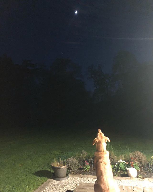 🐶🌙 ift.tt/2F5yLwm