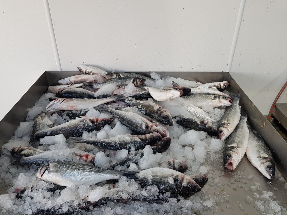 Whitfish Ltd tweet media