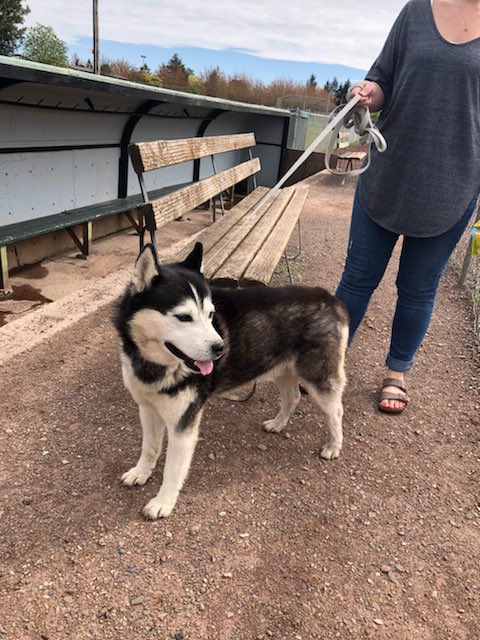 •DOG FOUND AT CHEMEKETA!• 

Please share so we can get this fur baby home!

He was found on the baseball field at Chemeketa today around 7am. 

*Please call public safety at (503) 399-5023 for more information

THANK YOU FOR SHARING!