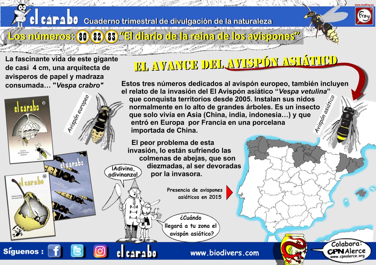 #lanochedeloslibros Cárabo 80,82 y 83“El diario de la reina de los Avispones”
La Fascinante vida de este gigante de casi 4 cm,una arquitecta de avisperos de papel y madraza,El avispón europeo"Vespa crabro"
+: biodivers.com
#cárabo #carabo80 #carabo82 #carabo83 <a href="/yo_Fray/">Fray</a>