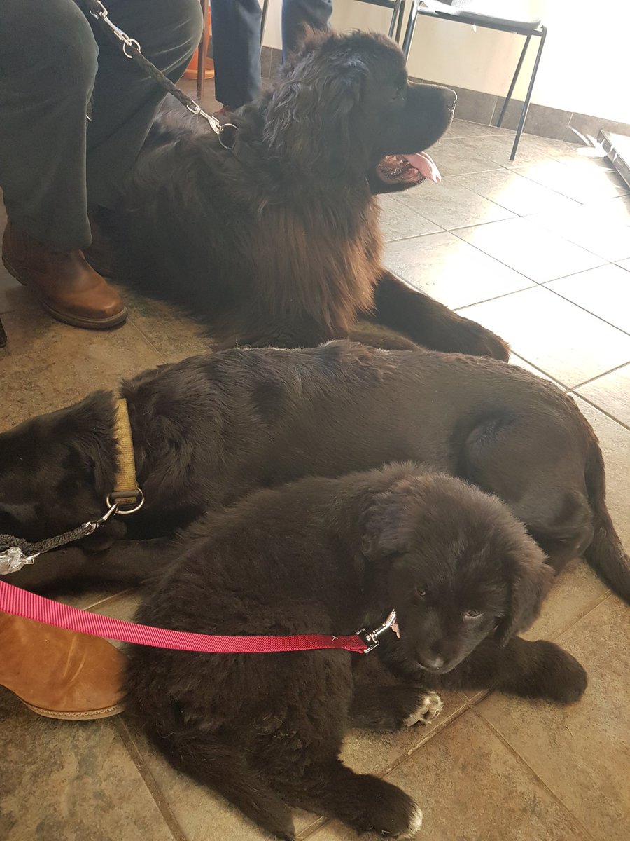 Darcey &amp; I were at the Vets for booster shots. We were the best <a href="/mycaninecompani/">My Canine Companion</a> #Autism #ServiceDogs ever 💚💚