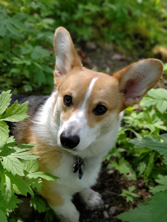 I'm so pretty!...''';;;..'''';;..
🐶🌭🐕🐩 #corgiplanet #corgiaddict 
#corgiworld #corgimix #NationalHighFiveDay #corgimom 
#corgipuppies #TIME100 #corgistation
 #corgisofinstagram #ThursdayThoughts #corgination
#dogoftheday #dog_features #corgisftw 🐶🌭🐕🐩