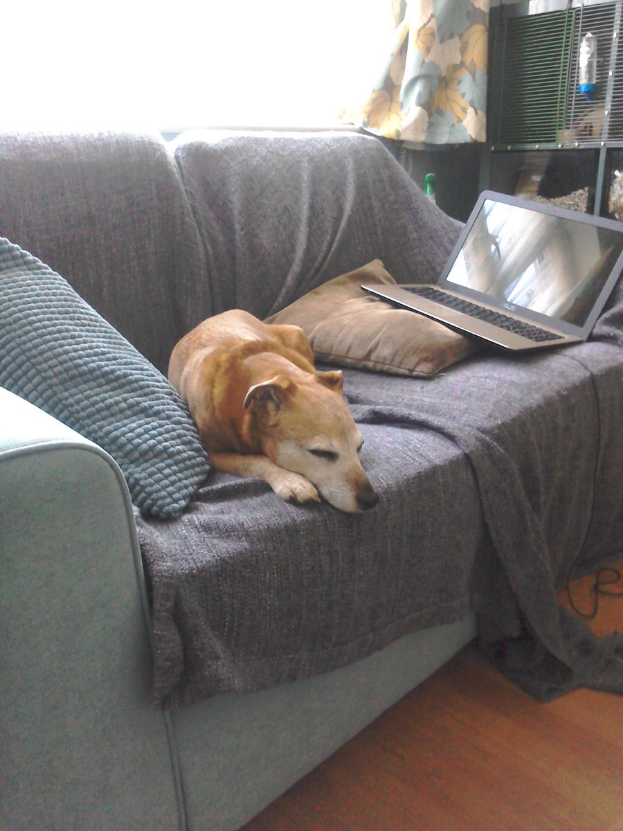 HamiltonsHens's tweet image. The household is back to just two humans, four chickens, two fish and one gerbil. I won't miss being allergic to the dog and the dog farts, but I will kind of miss her face. #RubyDog #RedPeril