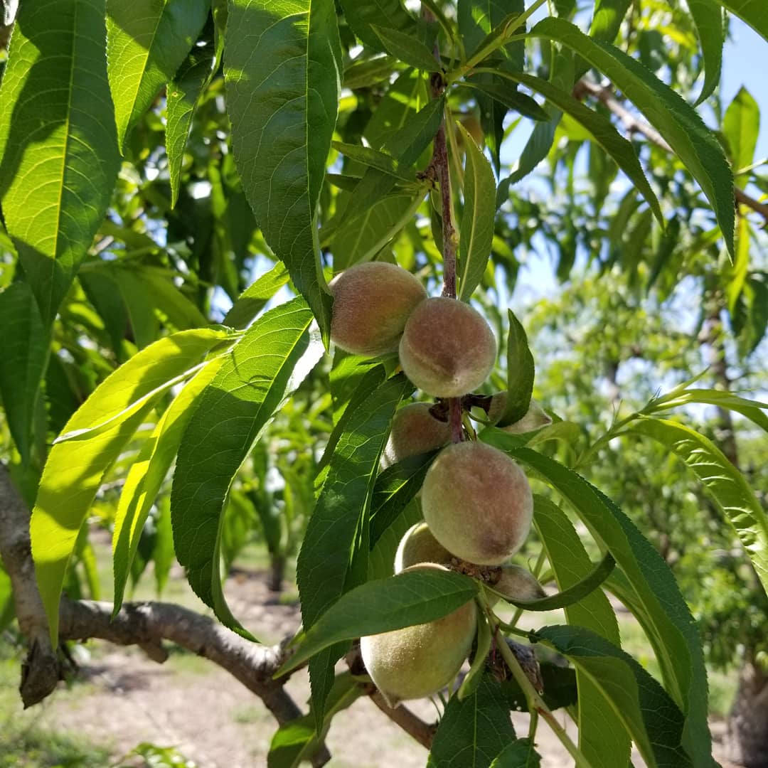 SimonianFruit's tweet photo. Spring Flame 21 yellow peaches sizing up nicely #SFC #SIMCO #SimonianFarming #TreeFruit #StoneFruit #CaliforniaFruit #Peaches #YellowPeaches #CaliforniaPeaches #SpringFlame21 #FresnoCounty #California #Fowler #CentralValley #SanJoaquinValley #Mukchian80 #Peach #April https://t.co/6ujAc7mAU5