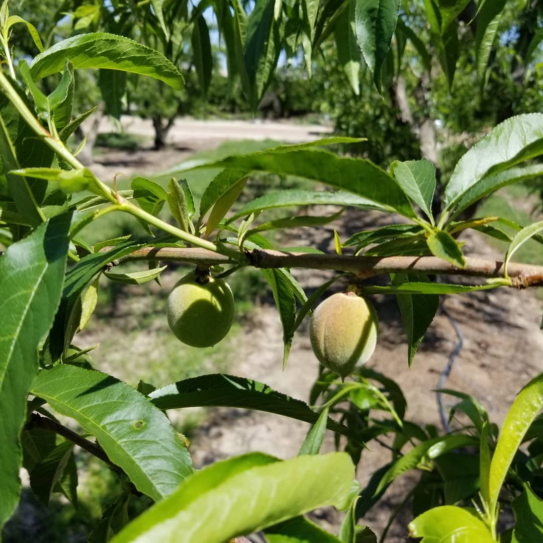 SimonianFruit's tweet photo. Spring Flame 21 yellow peaches sizing up nicely #SFC #SIMCO #SimonianFarming #TreeFruit #StoneFruit #CaliforniaFruit #Peaches #YellowPeaches #CaliforniaPeaches #SpringFlame21 #FresnoCounty #California #Fowler #CentralValley #SanJoaquinValley #Mukchian80 #Peach #April https://t.co/6ujAc7mAU5
