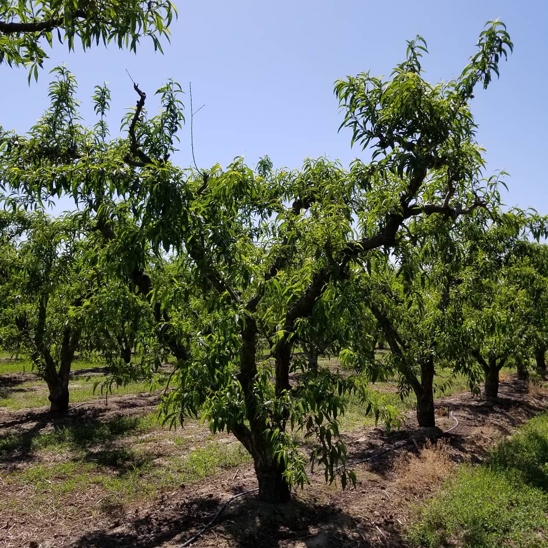 SimonianFruit's tweet photo. Spring Flame 21 yellow peaches sizing up nicely #SFC #SIMCO #SimonianFarming #TreeFruit #StoneFruit #CaliforniaFruit #Peaches #YellowPeaches #CaliforniaPeaches #SpringFlame21 #FresnoCounty #California #Fowler #CentralValley #SanJoaquinValley #Mukchian80 #Peach #April https://t.co/6ujAc7mAU5