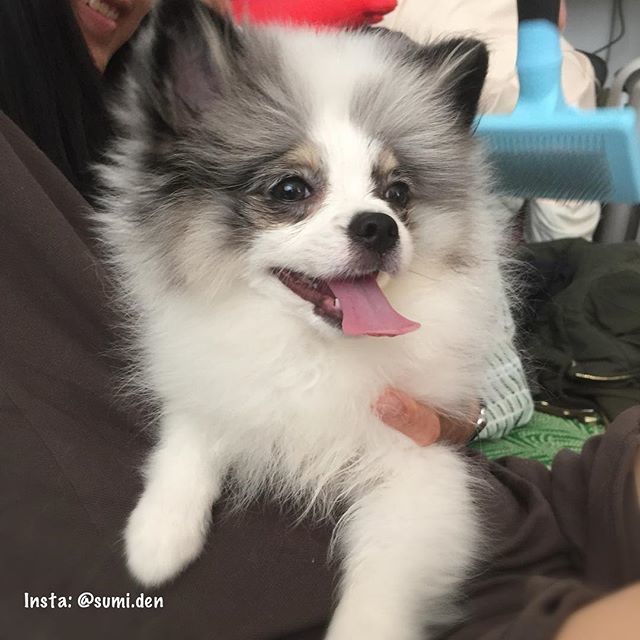 parti merle pomeranian