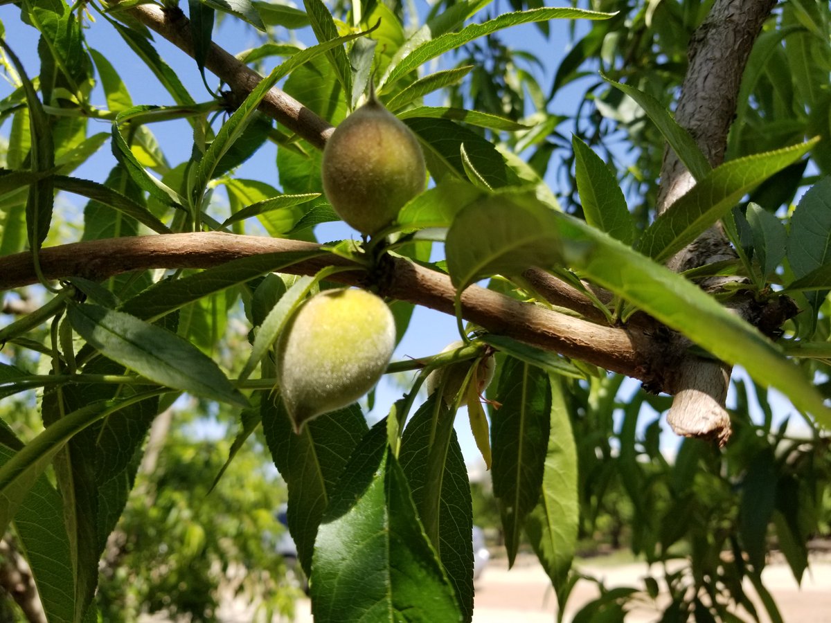 SimonianFruit's tweet photo. Spring Flame 21 yellow peaches sizing up nicely #SFC #SIMCO #SimonianFarming #TreeFruit #StoneFruit #CaliforniaFruit #Peaches #YellowPeaches #CaliforniaPeaches #SpringFlame21 #FresnoCounty #California #Fowler #CentralValley #SanJoaquinValley #Mukchian80 #Peach #April https://t.co/6ujAc7mAU5
