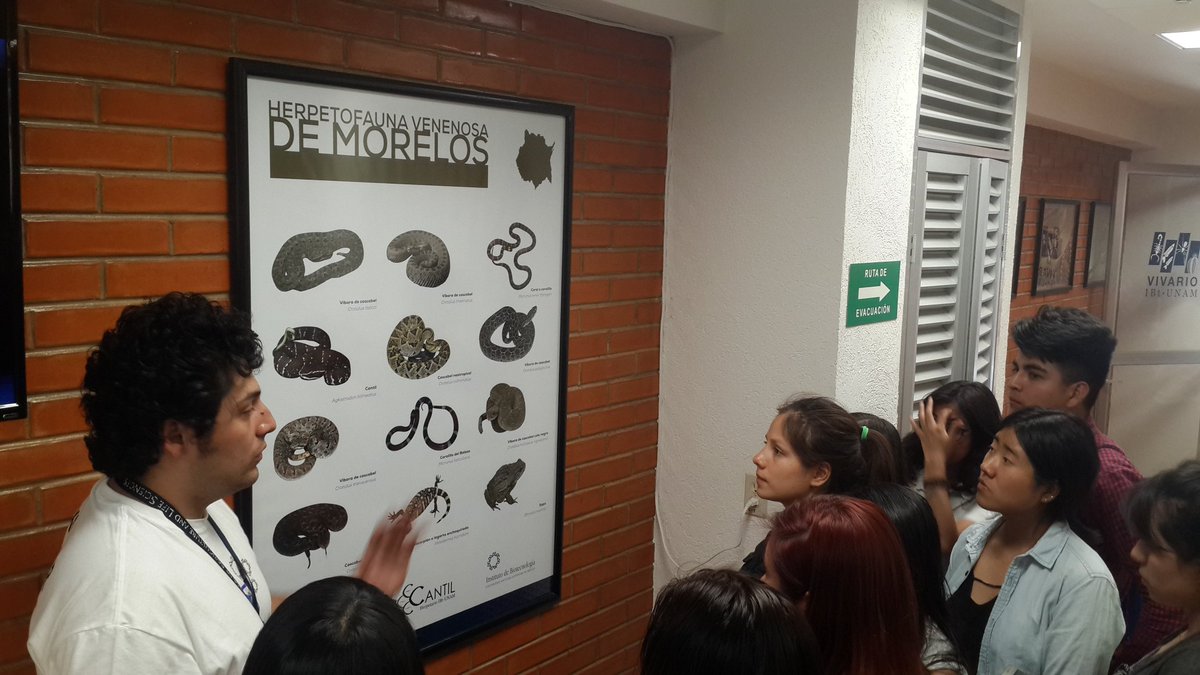 ibt_unam's tweet photo. El grupo de trabajo del Dr. Alejandro Alagón nos comparten sus conocimiento sobre serpientes visitalos en el herpetario Cantil @IBt_Cantil en este 3 día de #PuertasAbiertasIBt 2018 https://t.co/zr8PyfGJjD