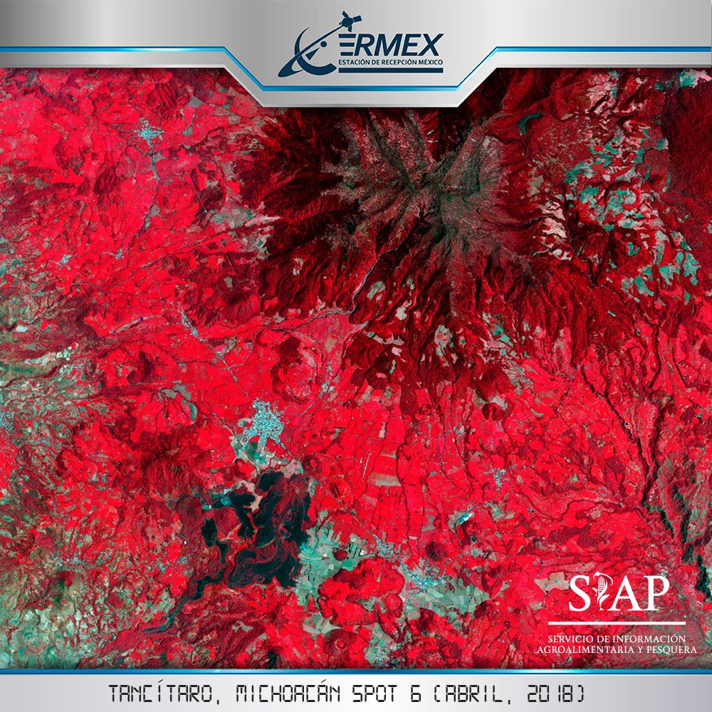 DGSIAP_Mx's tweet photo. #ConoceAlSIAP | Tancítaro se encuentra ubicado en la zona occidental de Michoacán y en una de las zonas más elevadas del Eje Neovolcánico Transversal.

Las principales especies que forman los bosques son coníferas, como pino, oyamel y junípero. #MonitoreoSatelital 🛰️ #ERMEX https://t.co/YKGWnij3s2