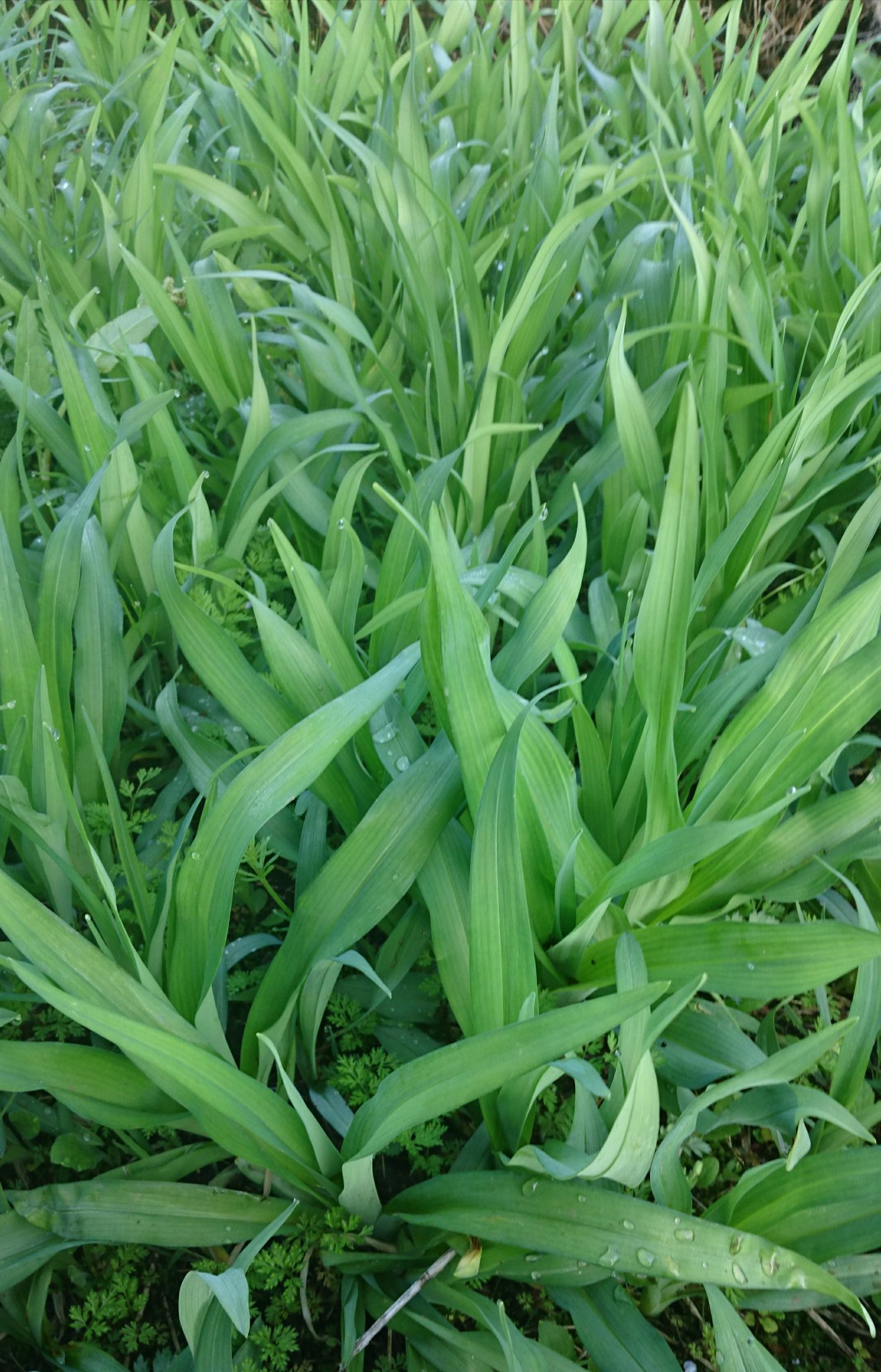 ほうきがわ در توییتر ヤブカンゾウとオオバキボウシ はどちらも山菜とてたべられます ウルイ オオバキボウシ は食べ頃 アマナ カンゾウ類 は 山菜としては伸び過ぎ もっと若芽のときにたべました