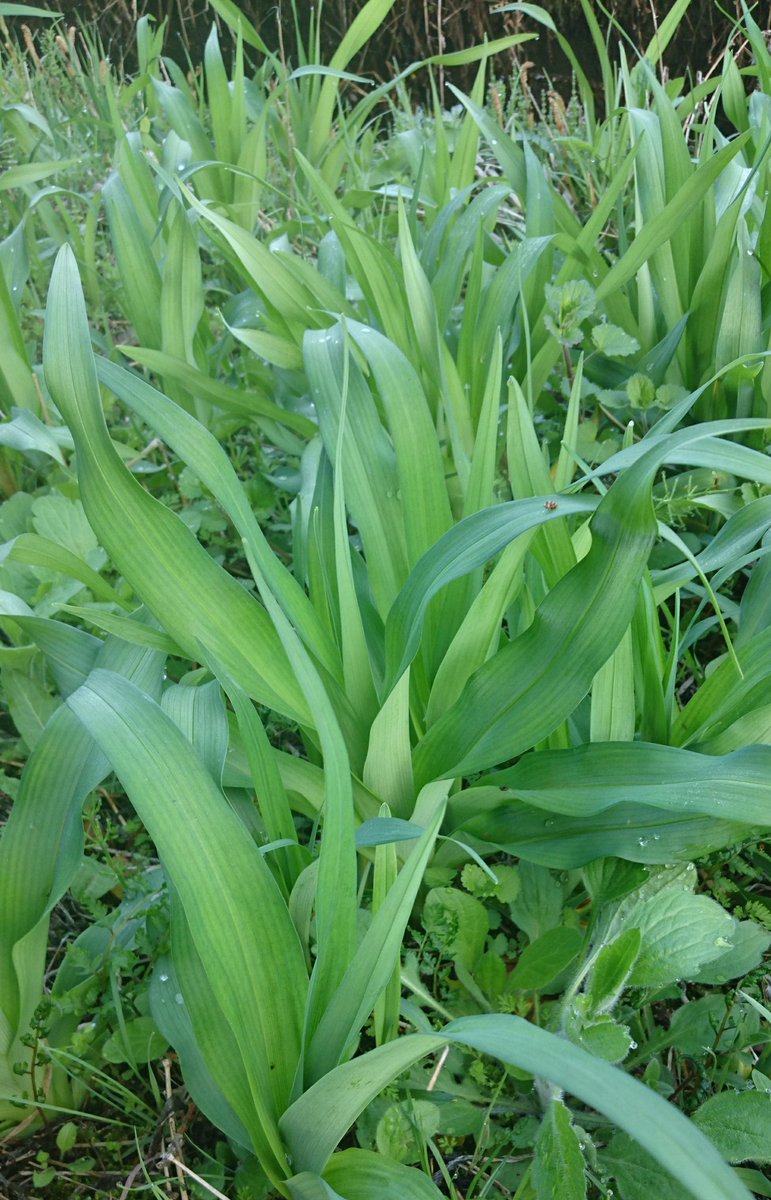 山菜 カンゾウ