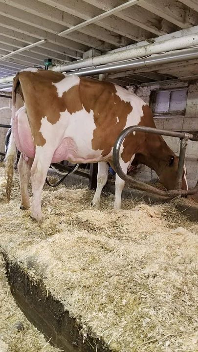 luckeholsteins's tweet photo. 6 embryos selling in Perfection Collection! 
Luck-E McGucci Afro EX-92 
#1 Type EX Red cow @ +3.61 Type
Afro scored EX-92 before turning 3 years
Afro scored Excellent in every breakdown
Her son Artisan-Red is +3.23 Type &amp; +81 Fat
Sister to Awesome-Red +3.59 UDC 
First 7 sist… https://t.co/6BxooJXkes