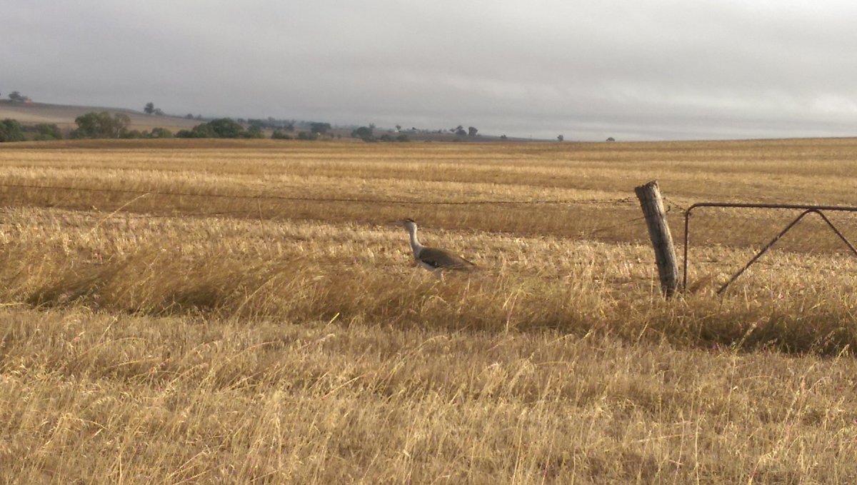 ZwarFarms's tweet photo. Anyone know what bird this is?
Not best pic, guess 90cm tall, reasonably solid build, large wing span. Seen on farm numerous times this week https://t.co/14EJ82pTMW