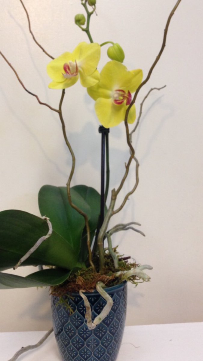 Administrative Professionals Day is Wednesday.  Show them how much you appreciate them with a long lasting orchid.  Call us or order online at heysidelines.com
