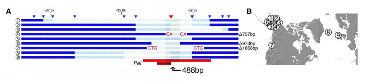 Species can undergo major alterations to their morphology as the result of environmental pressures. Use this new #Data Point activity to discuss the deletion mutations that led to diminished pelvic spines in stickleback fish. #15for15 #DNADay bit.ly/sticklebackDP