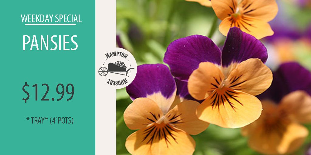 Hampton Nursery (hampton_nursery) Twitter