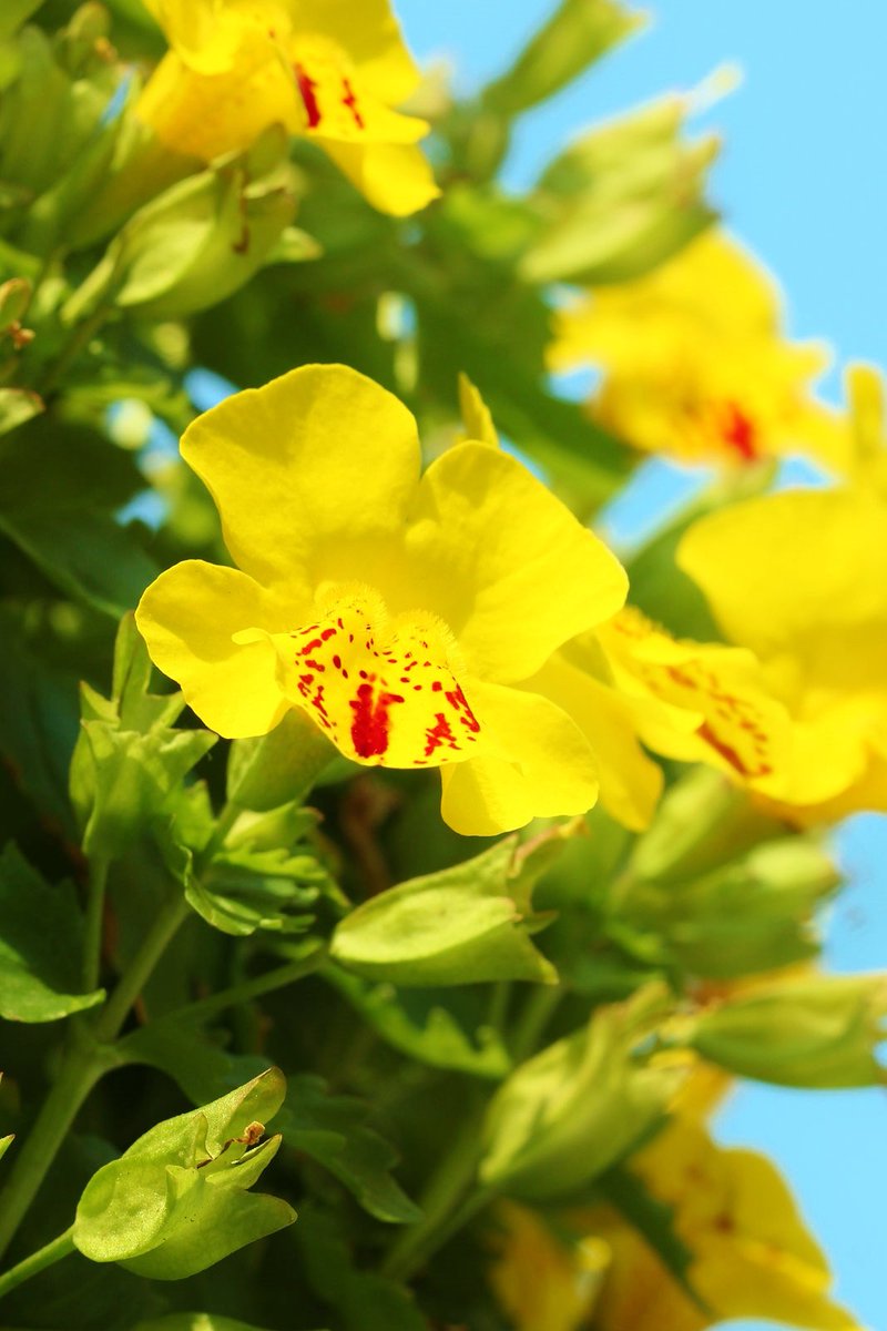 花 Twitterissa 4月21日の花 ミムラス 花言葉 おしゃべり ハエドクソウ科ミムラス属 和名 ミゾホウズキ 英名 モンキーフラワー 花期 4 6月 花色 白 黄 橙 赤 他 原産地 北アメリカ ベン ジョンソン 英国劇作家 おしゃべり と雄弁は同じでは