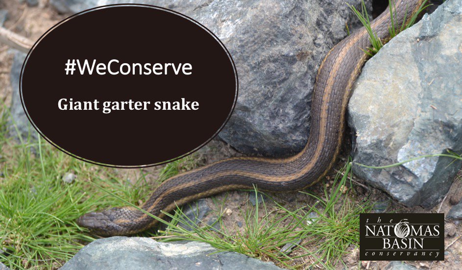 NatomasBasin's tweet photo. #WeConserve Giant garter snake as part of our NBHCP Covered Species. https://t.co/sZqot6P40M
#conservation #WildlifeRefuge #natomas #nature #natomaspreserve #Sacramento https://t.co/4vGx6yqcJK