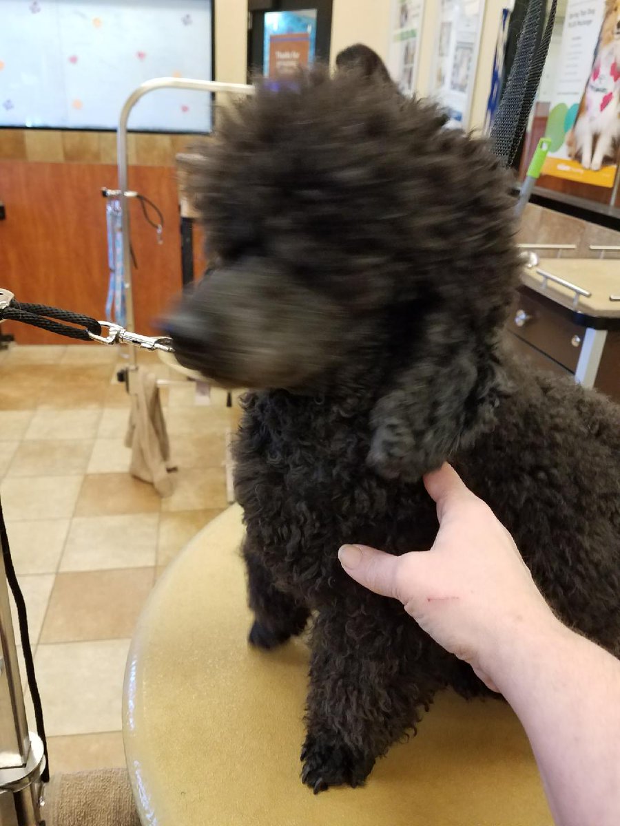 Petsmart East Brunswick NJ tweet media