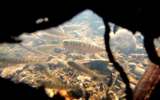 usbr's tweet photo. Today is Earth Day! Reclamation is celebrating the work of its tributary habitat restoration teams who re-establish complexity to rivers so that juvenile fish can survive &amp; thrive! #EarthDay2018 #salmonrecovery #ybip #conservation https://t.co/RmBLoHw1mm