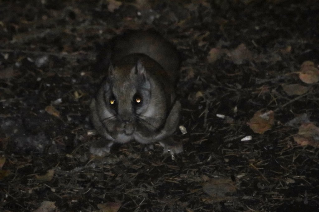 ABBestphotos's tweet photo. It’s always a pleasure to be able to make a #FlyingSquirrelFriday post 😊 He’s just a few feet outside our trailer.We were wondering who was pooping on our sled,now we know. #NorthernFlyingSquirrel Only ever seen them in the cold of winter.Nocturnal. https://t.co/sLQ11aBL4d