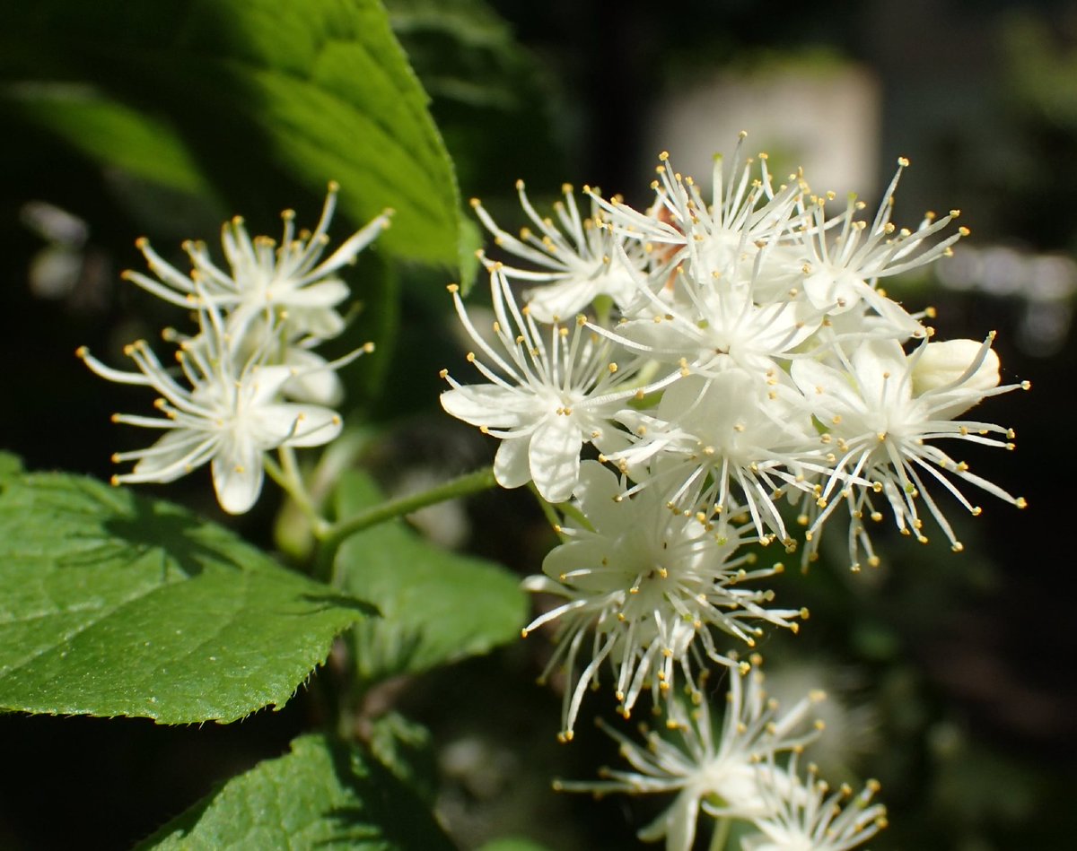 都立東村山中央公園 白いふわふわのかたまりに見えるのは サワフタギの花です 小さな花が丸い円錐形した長い雄しべが特徴です サワフタギ