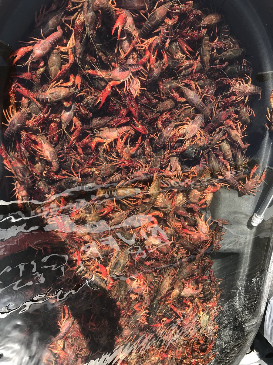 AndreaKGBLee's tweet photo. #crawfish this afternoon #fridayrestday now me and @outlawmuaythai & @AndyTheCrAsian1 & my cloneR gonna settle in & watch @shannonsinnmma take her best shot at owning my former crown. Rooting 4 u 2nite @lfafighting #worldtitle #fight #mma #wmma #lfa #louisianacrawfishboil =๐ https://t.co/SGWjLmXOhP