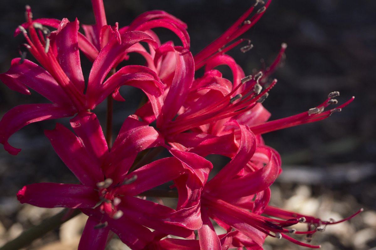 BotGardensSA's tweet photo. #Wittunga #BotanicGarden's blood lilies have sadly finished flowering... but the new kids on the block are these bold #Nerines 😍 https://t.co/MBn59oWBo0