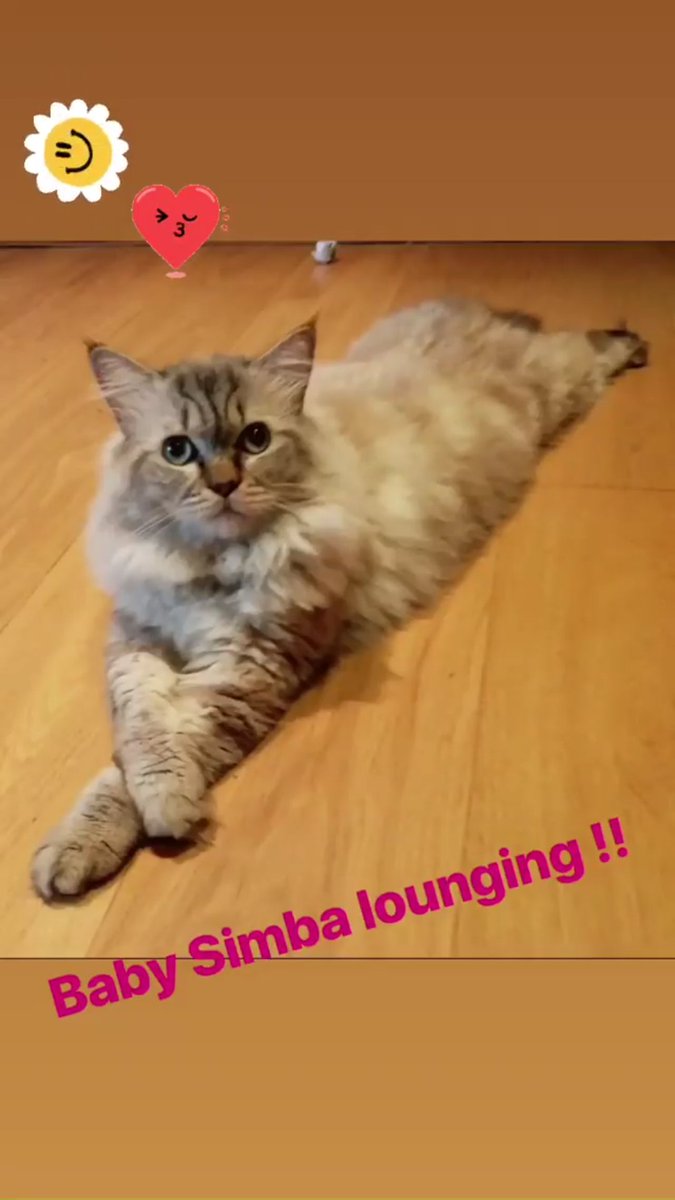 TheYashRami's tweet photo. My dear Munki's @TheShilpaShetty n Tunki's @ShamitaShetty #Simba is back..so much happiness...#Munki #Tunki #Happy #Simbaisback #Lotsoflove #gratitude #positivity #GoodMorning 😬😬🙏🙏🙏 https://t.co/SWUvmnwXAh