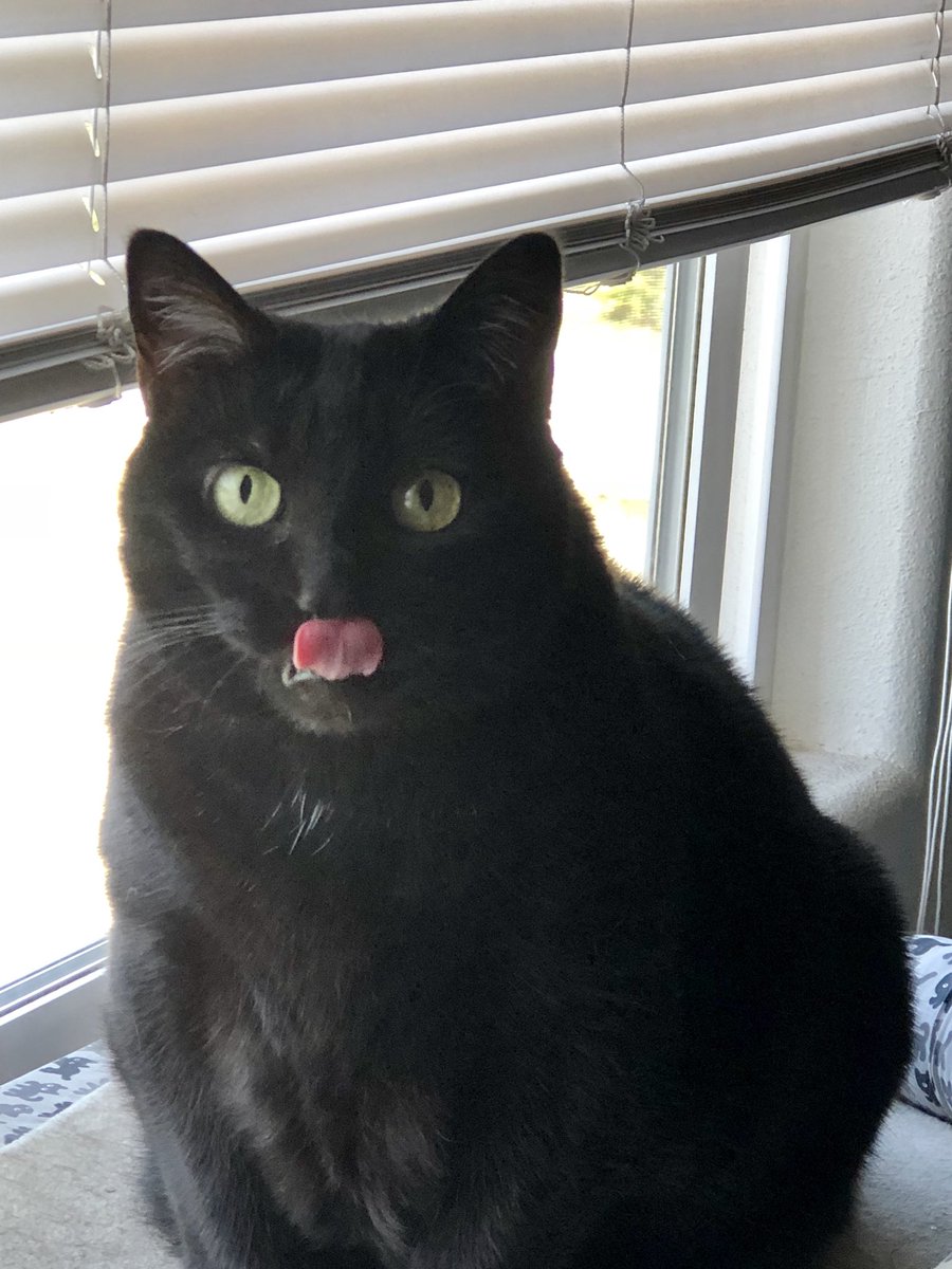 zakzoah's tweet photo. @Judge_USA @lyonheart91 My Tegan sticks her tongue at #PrezCheeto & his enablers! #ResistanceKitty #petresistance #Resistance #BlueWave2018 #ImpeachTrumpNow #TrumpRussiaCoverUp https://t.co/2uMeOP98Ke