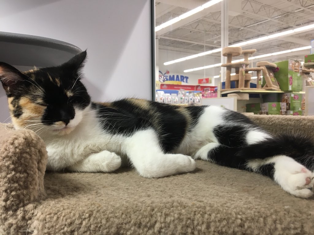 petsmart kennedy commons phone number