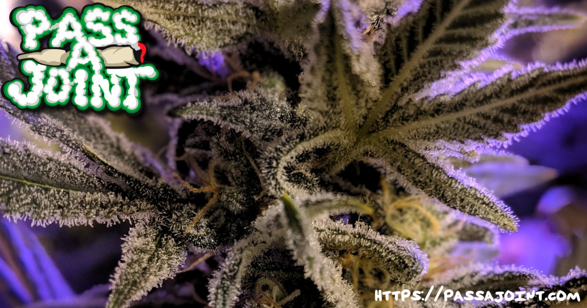 PassAJoint's tweet photo. The Beauty of 420 😗☁️☁️☁️
https://t.co/Wm6zMQjHkW https://t.co/OSElHbMLAh