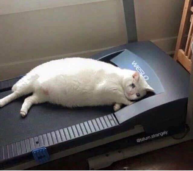 i bought new workout clothes and weights and protein shakes but i can’t buy motivation