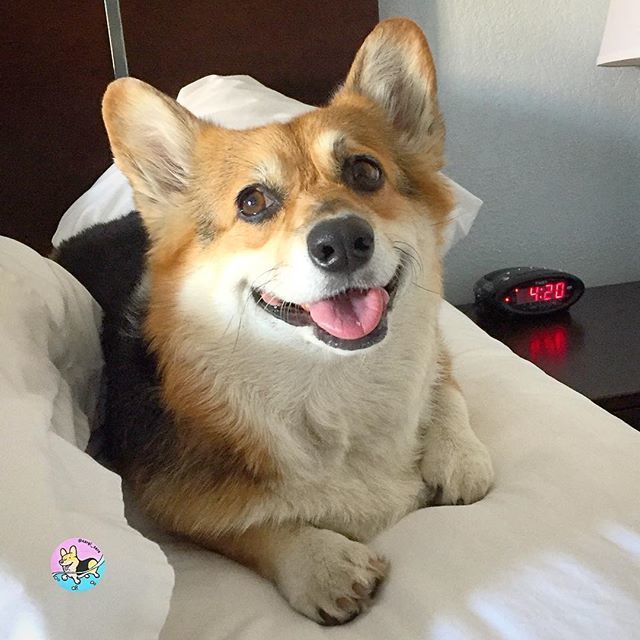 corgi_zero's tweet photo. At the tone the time will be...
#Happy420 #420Day #ZeroFluffsGiven #TheWeekendStartsNow https://t.co/g2YuBWJhAL https://t.co/vsejgADNr7