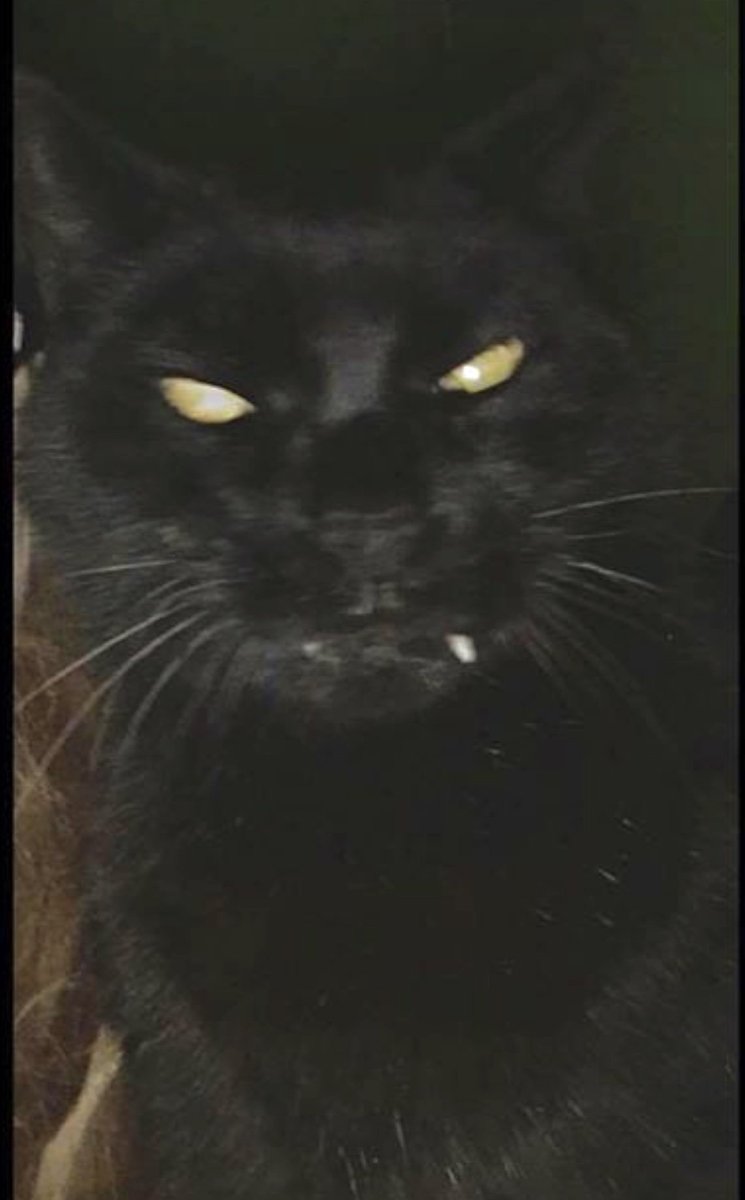 CelebritySoup's tweet photo. @JudgeJeanine God entrusted you with the love and care of precious Lancelot......but only for a measure of time⏳Light Eternal Shine on him as he waits for you✨(He just went Home before you) The pain is tangible 💔 I know - my Sparky was with me for 20 years💜Big Hugs https://t.co/qOY2Vb5zC1