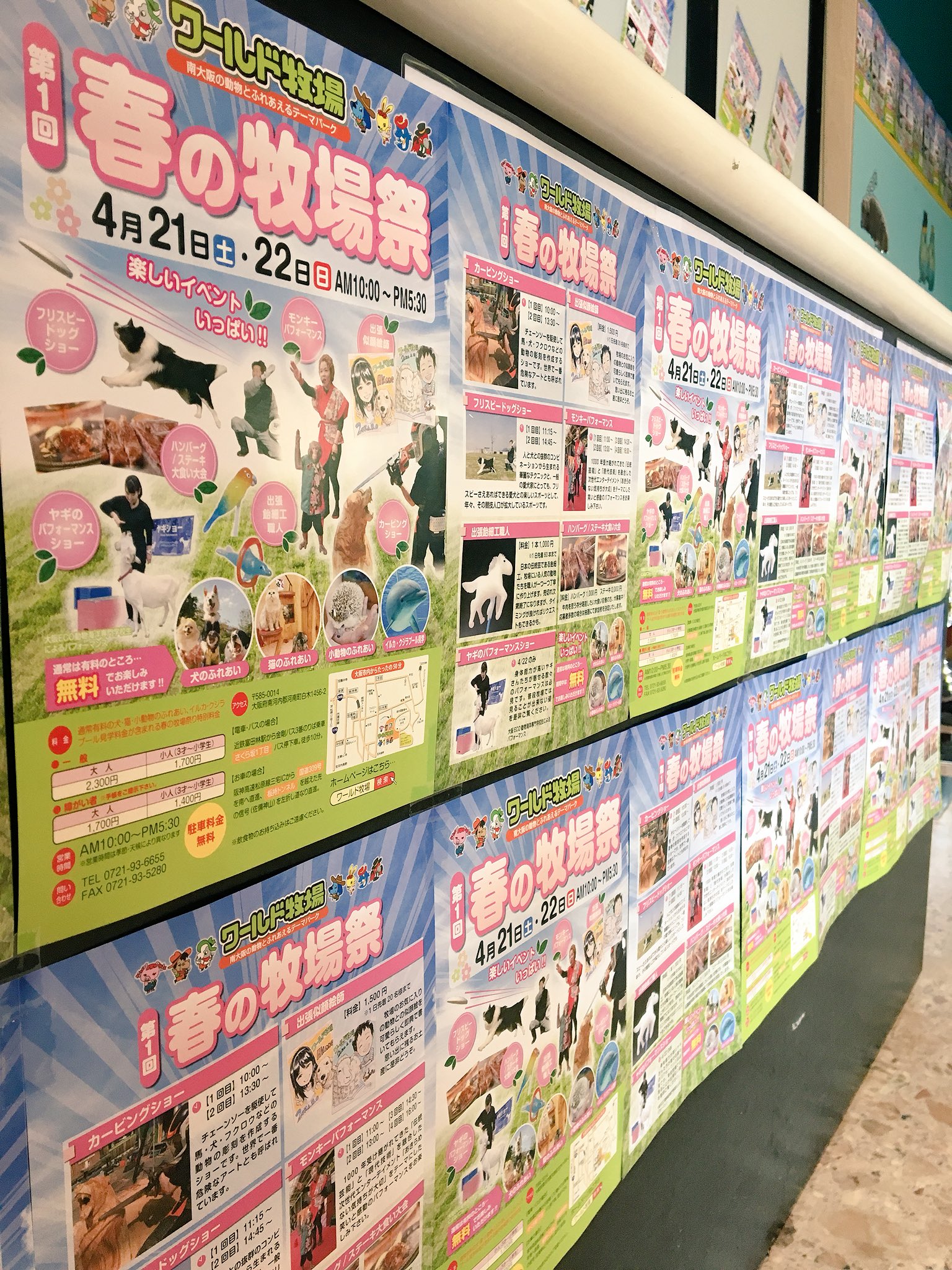 ワールド牧場 さて春の牧場祭が始まりましたよ 今日明日の2日間 カービングショーやモンキーパフォーマンスなど楽しいイベントがいっぱいです 料金は大人 中学生以上 2 300円 小人 3才以上 1 700円です 犬 猫 小動物のふれあいとイルカクジラ