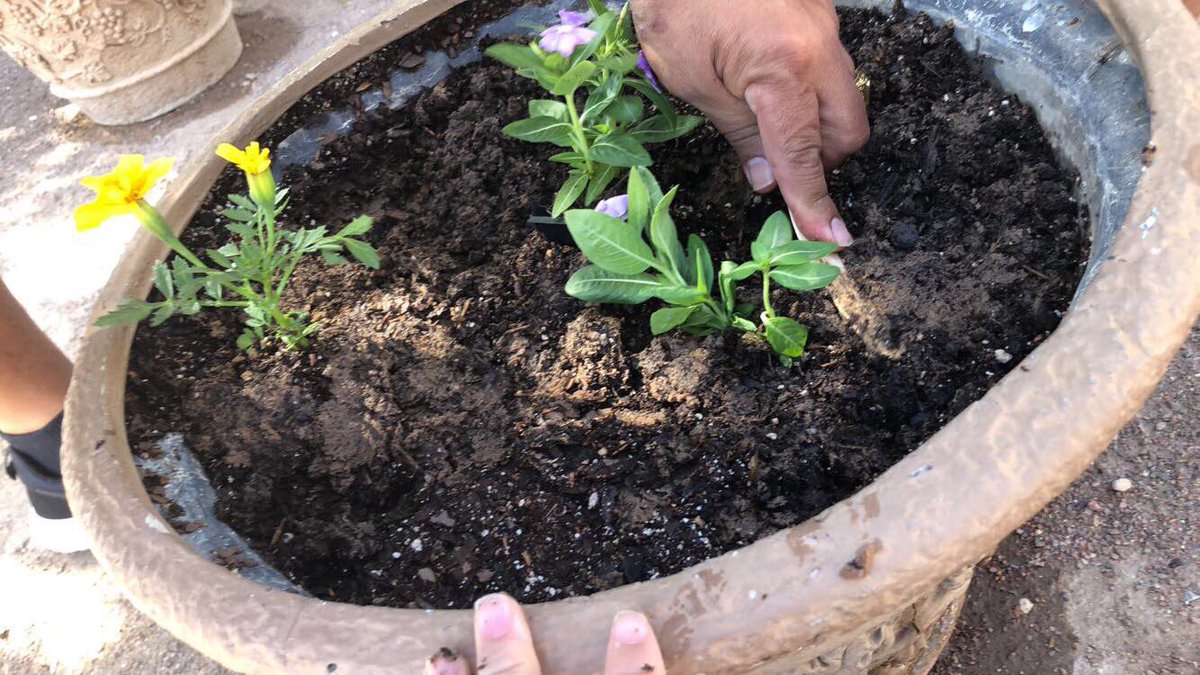 Emartinez10Em's tweet photo. Enjoying kite/plant a flower day with my kiddos! #eeccrocks #plantaflower #kiteday https://t.co/6jymR74tu0