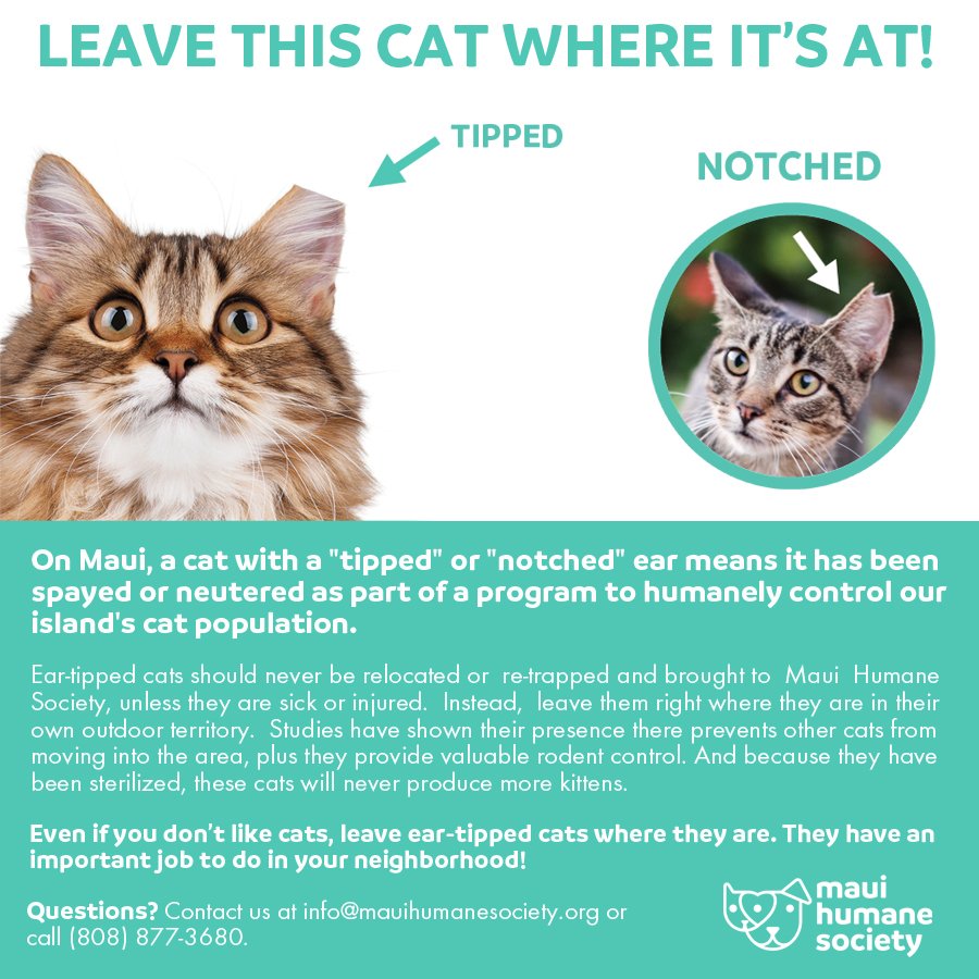 Maui Humane Society On Twitter If You See A Cat With A Tipped Or Notched Ear Leave That Cat Where It S At Learn More Here Https T Co 3lr53y4qfx Https T Co G5kmuyfmcl