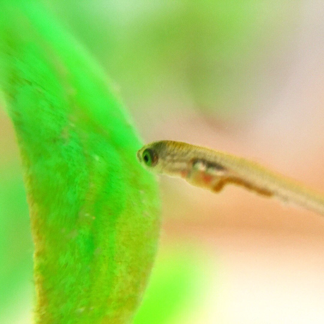 金魚稚魚