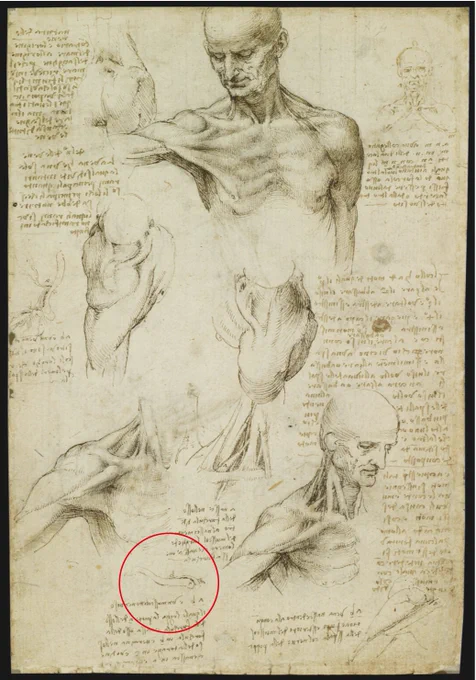 ダ・ヴィンチ筋。研究者間でそう呼ばれる変異筋で、先日教えてもらった。確かに手稿の鏡文字も筋について記述している。解剖学名はM. sternoclavicularis superior(上胸鎖筋)とのこと。写真は見たが、肉眼でも見たい。添付はアプリLeonardo da Vinci Anatomy (Touch Press)より。 
