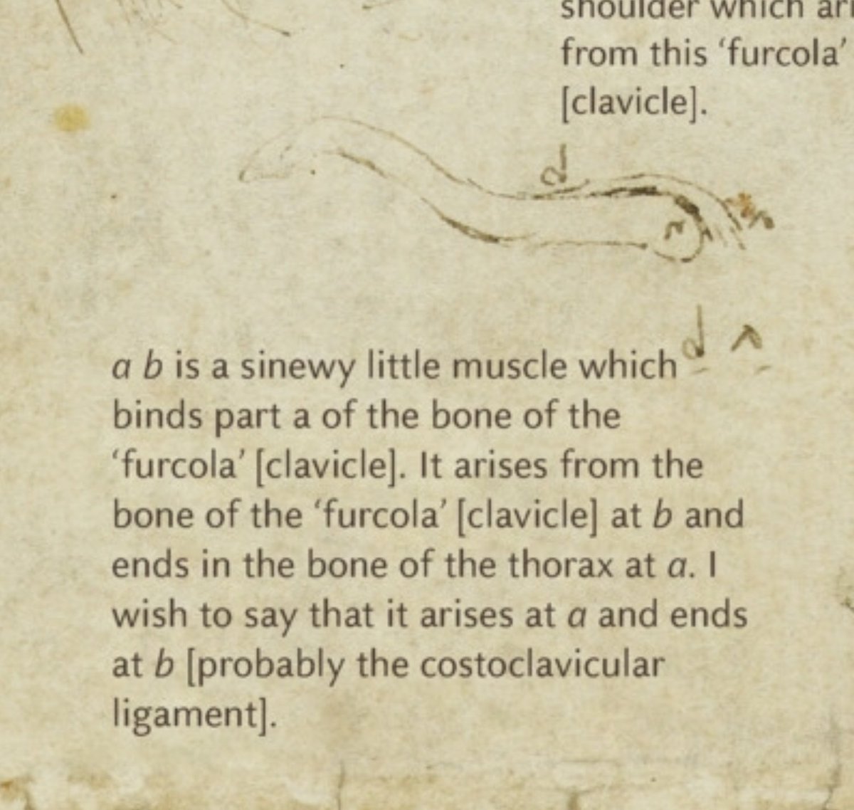 ダ・ヴィンチ筋。研究者間でそう呼ばれる変異筋で、先日教えてもらった。確かに手稿の鏡文字も筋について記述している。解剖学名はM. sternoclavicularis superior(上胸鎖筋)とのこと。写真は見たが、肉眼でも見たい。添付はアプリLeonardo da Vinci Anatomy (Touch Press)より。 