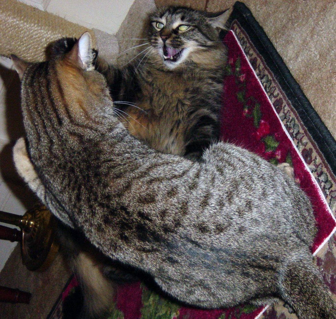 Cat Complains About His Litter Even Though It Is Clean Cat Complains About His Litter Even Though It Is Clean