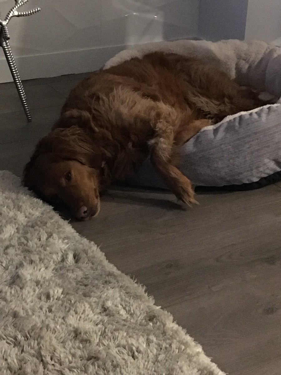 MichelleLissel's tweet image. She’s cheered all she could. Resting up now for the 2nd round #dogsgettiredtoo #GoJetGo