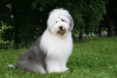 初めて恋をした日に読む話の犬 とろろ がかわいい 名前や犬種や性別は 見たい 知りたい
