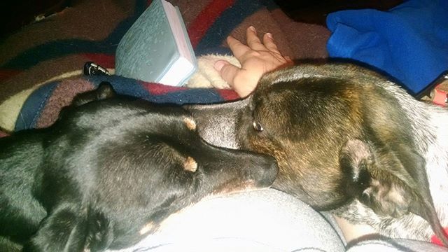 417PetSitting's tweet photo. Friday night = party time.
Yeah right... 💤
.
.
.
.
.
.
.
#417petsitting #417petsitter #springfieldmo #sgf #petsitting #petsitter #417land #ozarkmo #nixamo #rogersvillemo #republicmo #battlefieldmo #petsofinstagram #petstagram #dogwalking #dogwalker … https://t.co/SvWXcCkl09 https://t.co/YM4rUynGNf