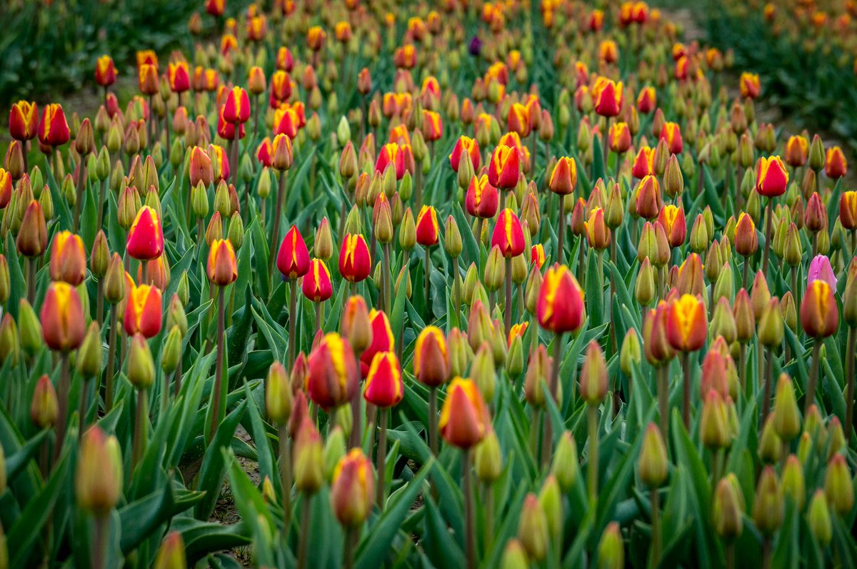 Looks like a Tulip Weekend! #sharechilliwack #Tulips #TULIPSoftheVALLEY